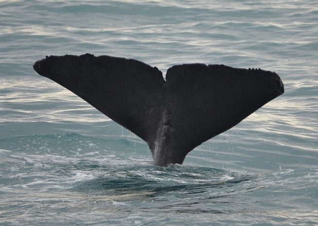 k-DSC_0184_Verbessert